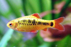 Gelius Barb