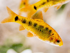 Gelius Barb