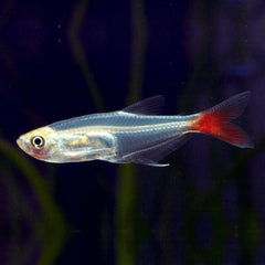 Blood Fin Tetra