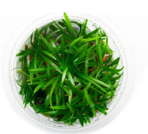 Helanthium tenellum 'Broad leaf' - Growow Tc plant