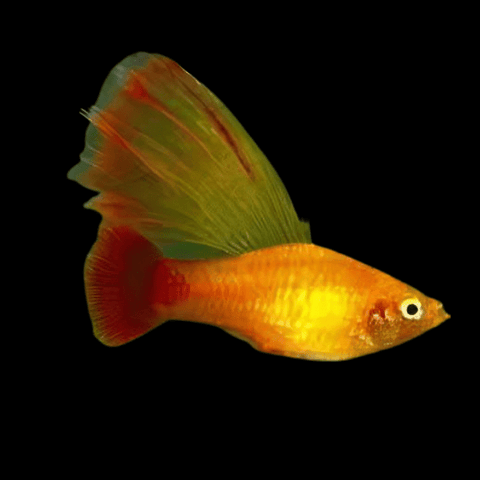 High Fin Platy