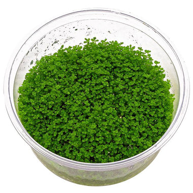 Hemianthus Callitrichoides ‘Cuba' - Growow Tc Plant