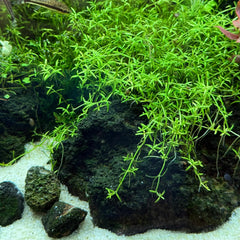 Microcarpea minima merrill - Growow Tc Plant