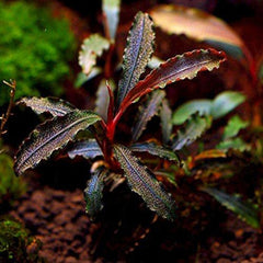 Bucephalandra Godzilla