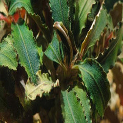 Bucephalandra Godzilla