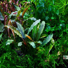 Bucephalandra Godzilla