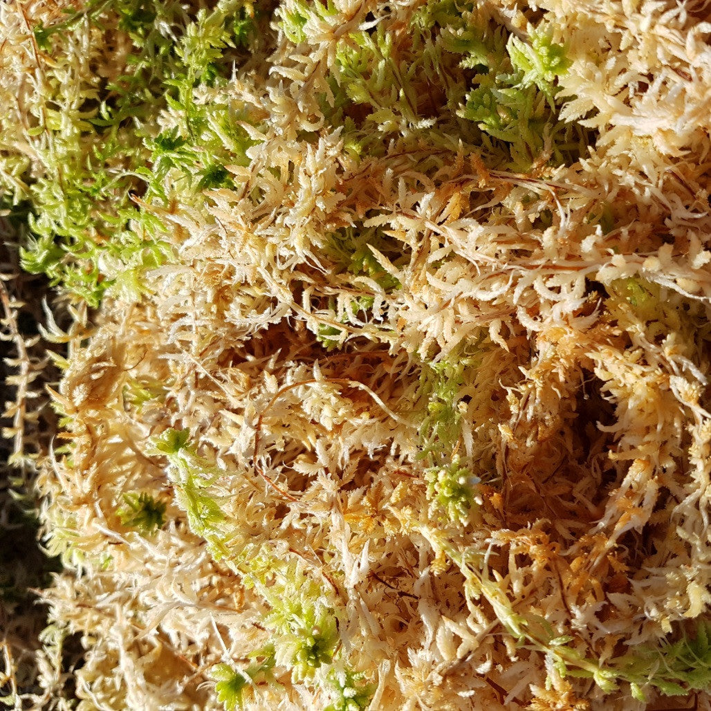 Sphagnum Moss Premium