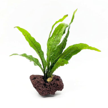 JAVA FERN ON ROCK