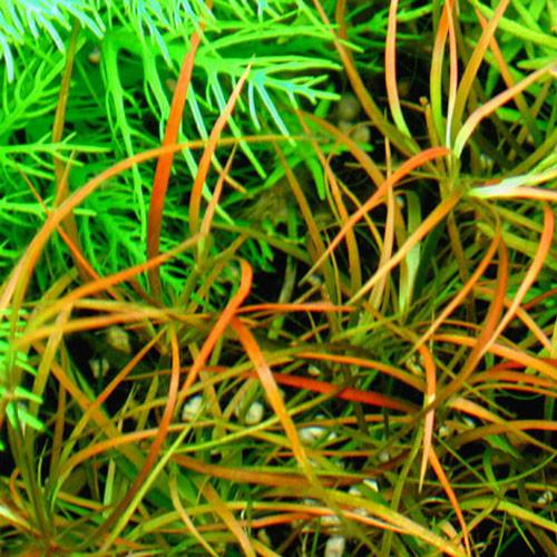 Juncus repens(red)