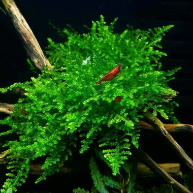 CHISTMAS MOSS