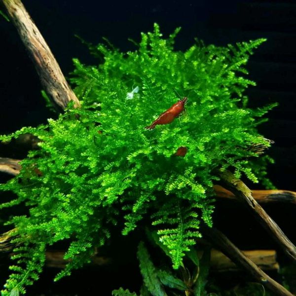 Moss