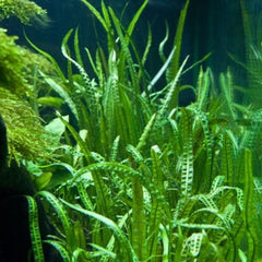 Cryptocoryne Balansae