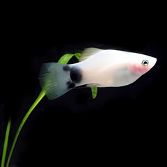 White Micky Mouse Platy Fish