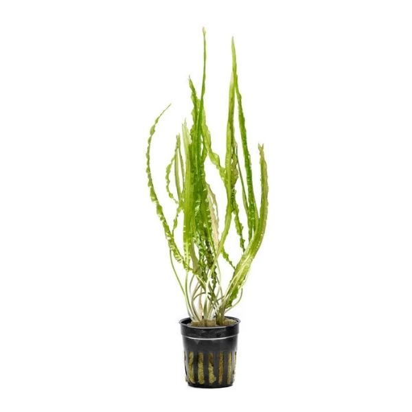 Cryptocoryne Balansae