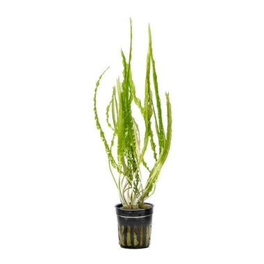 Cryptocoryne Balansae