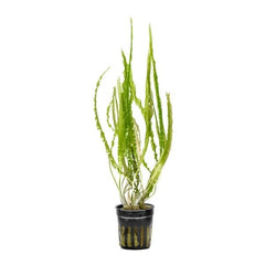 Cryptocoryne Balansae