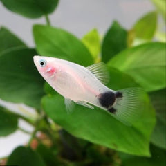 White Micky Mouse Platy Fish