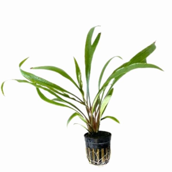 Cryptocoryne Retrospiralis