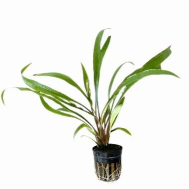 Cryptocoryne Retrospiralis