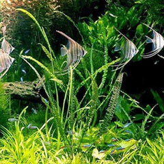 Cryptocoryne Retrospiralis