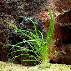 Cryptocoryne Retrospiralis