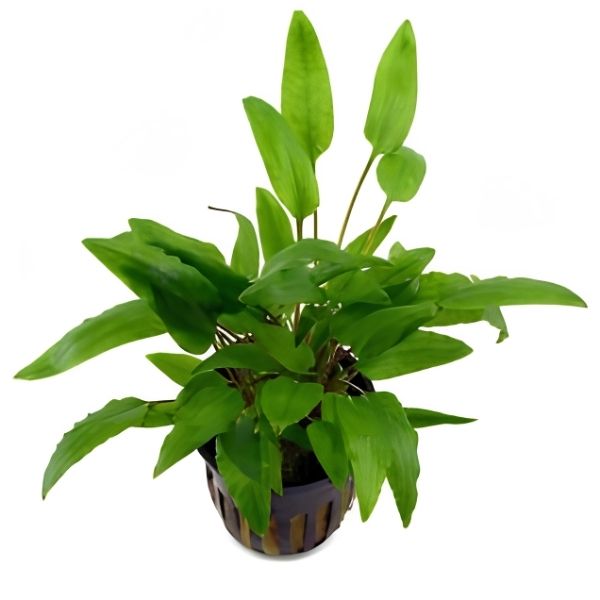 Cryptocoryne Spiralis Broad Leaf