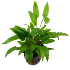 Cryptocoryne Spiralis Broad Leaf