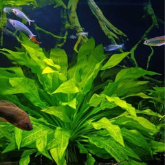 Cryptocoryne Spiralis Broad Leaf