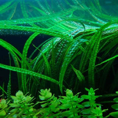 Cryptocoryne Balansae