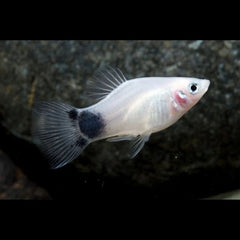 White Micky Mouse Platy Fish