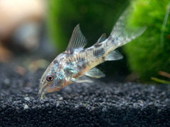 Peppered Cory Catfish