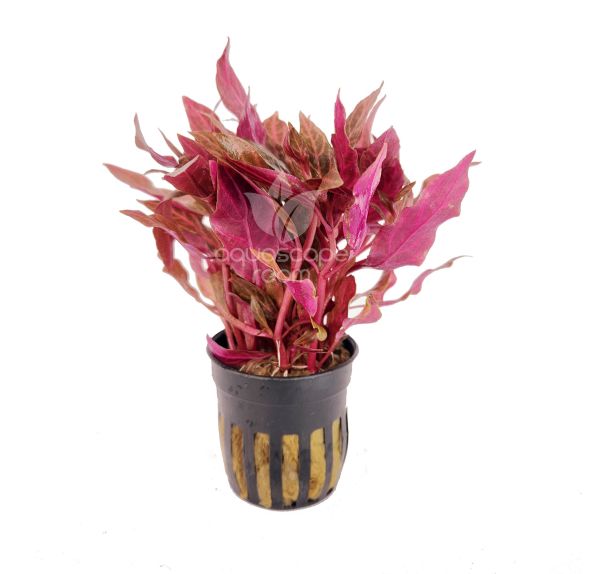 Alternanthera reineckii 'Rosanervig'