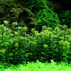 Rotala sp. 'Bonsai' - Growow Tc Plant