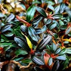 Bucephalandra 'Phantom'