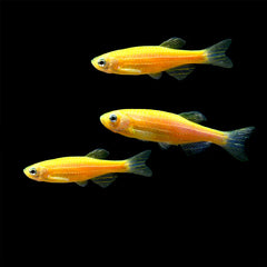 Yellow Glowing Danio 3cm