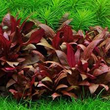 Tici - Alternanthera Reineckii mini