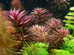 Tici- Limnophila Hippuridoides ' purple' mini