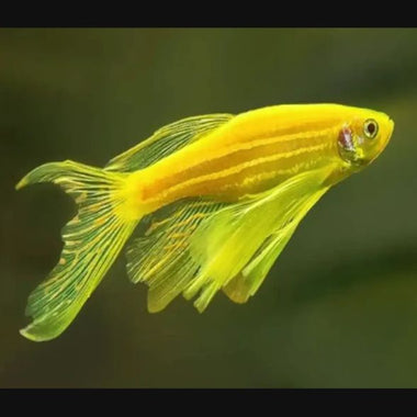 Veil Zebra Danio