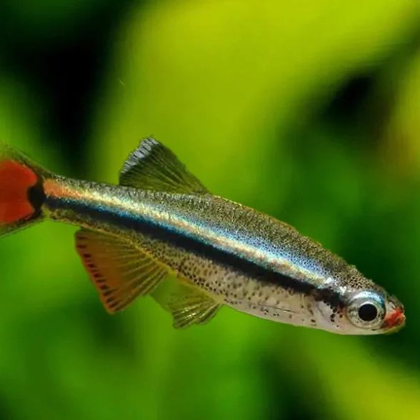 Live Fish for Basic Tanks