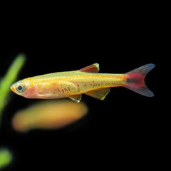 Golden Cloud Mountain Minnow