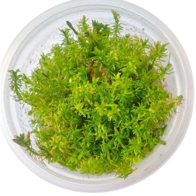 Rotala wallichii -   Growow Tc Plant