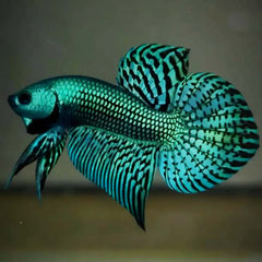 Wild Betta Alien Green Spade Tail Male