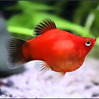 Balloon Red Platy Fish 3cm