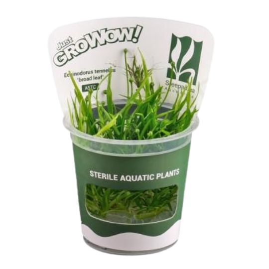 Tennelus broad leaf - Growow Tc Plant