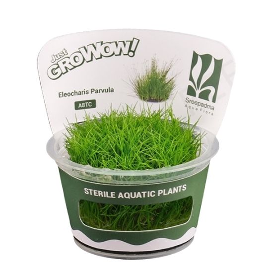 Eleocharis parvula - Growow Tc Plant