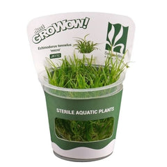 Tennelus micro - Growow Tc Plant