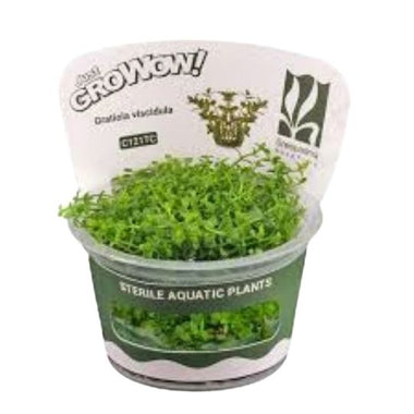 Gratiola viscidula - Growow Tc Plant