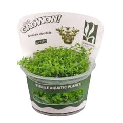 Gratiola viscidula - Growow Tc Plant