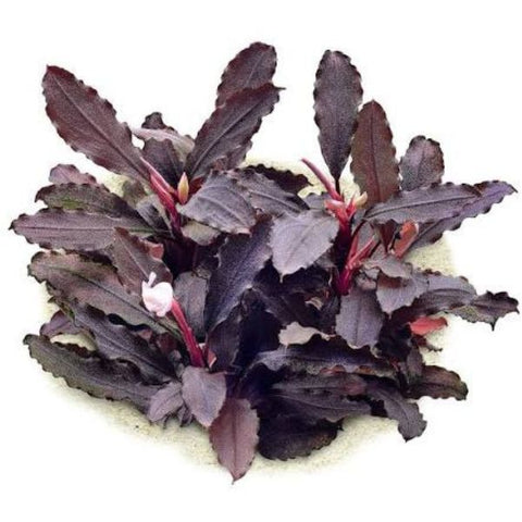 Bucephalandra 'Purple'