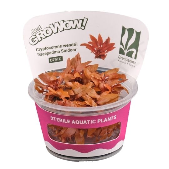 Cryptocoryne sindoor - Growow Tc Plant